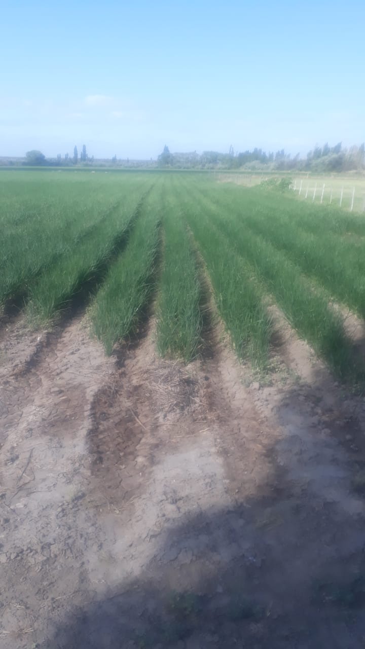 Oportunidad!! En Gral Conesa Chacras En Produccion , Vendo , Permuto, Financio !! DUEÑO DIRECTO