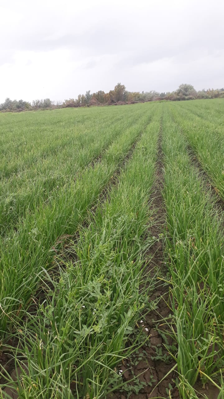 Oportunidad!! En Gral Conesa Chacras En Produccion , Vendo , Permuto, Financio !! DUEÑO DIRECTO