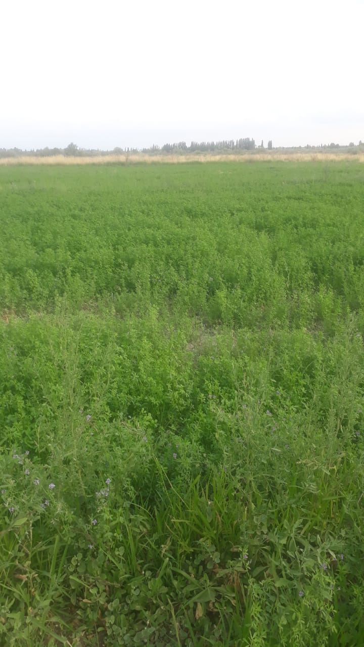 Oportunidad!! En Gral Conesa Chacras En Produccion , Vendo , Permuto, Financio !! DUEÑO DIRECTO