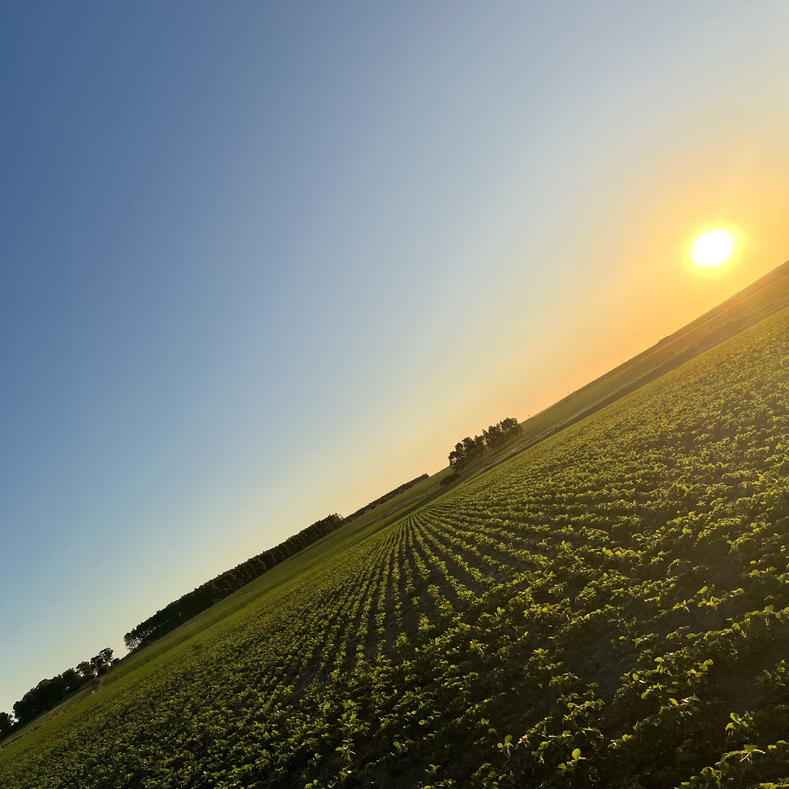 Campo en Venta en Uruguay: Florida