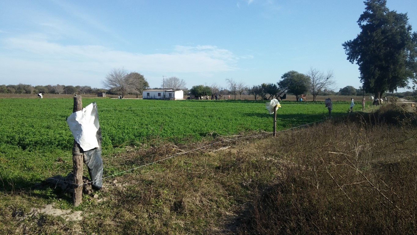 VENTA DE CAMPO*. Los Pereyra. Dpto. ROBLES . Superficie total:: *188hectareas