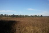 VENTA DE CAMPO*. Los Pereyra. Dpto. ROBLES . Superficie total:: *188hectareas