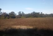 VENTA DE CAMPO*. Los Pereyra. Dpto. ROBLES . Superficie total:: *188hectareas