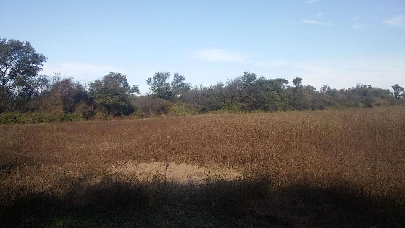 VENTA DE CAMPO*. Los Pereyra. Dpto. ROBLES . Superficie total:: *188hectareas