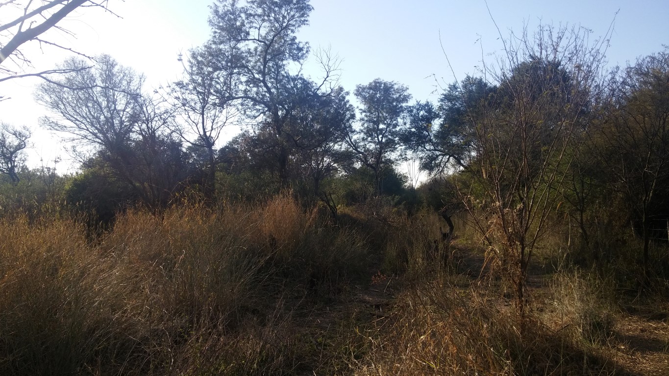 VENTA DE CAMPO*. Los Pereyra. Dpto. ROBLES . Superficie total:: *188hectareas