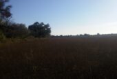 VENTA DE CAMPO*. Los Pereyra. Dpto. ROBLES . Superficie total:: *188hectareas