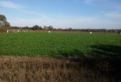 VENTA DE CAMPO*. Los Pereyra. Dpto. ROBLES . Superficie total:: *188hectareas