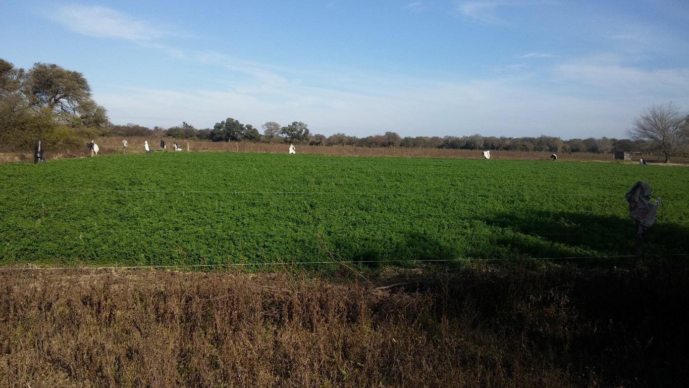 VENTA DE CAMPO*. Los Pereyra. Dpto. ROBLES . Superficie total:: *188hectareas