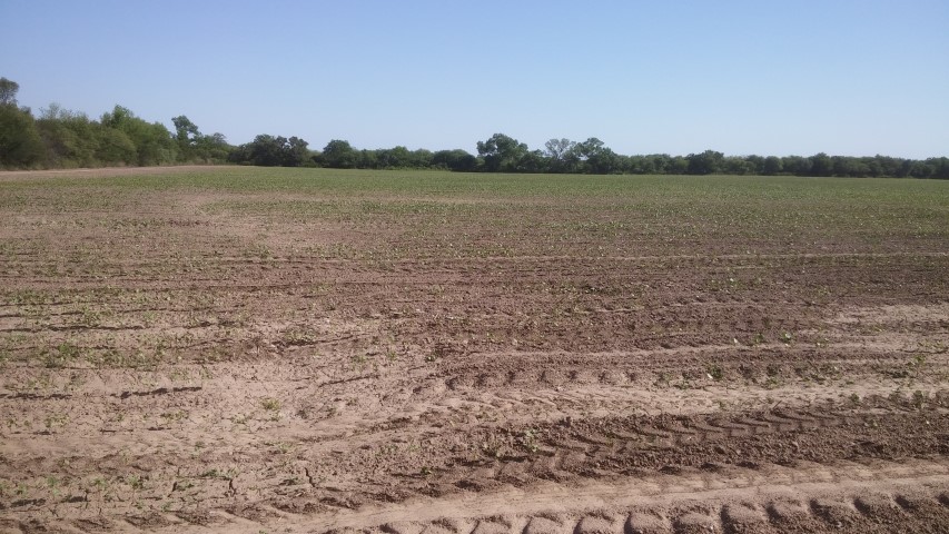 VENTA DE CAMPO*. Los Pereyra. Dpto. ROBLES . Superficie total:: *188hectareas