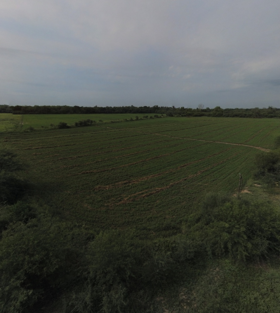 VENTA DE CAMPO*. Los Pereyra. Dpto. ROBLES . Superficie total:: *188hectareas