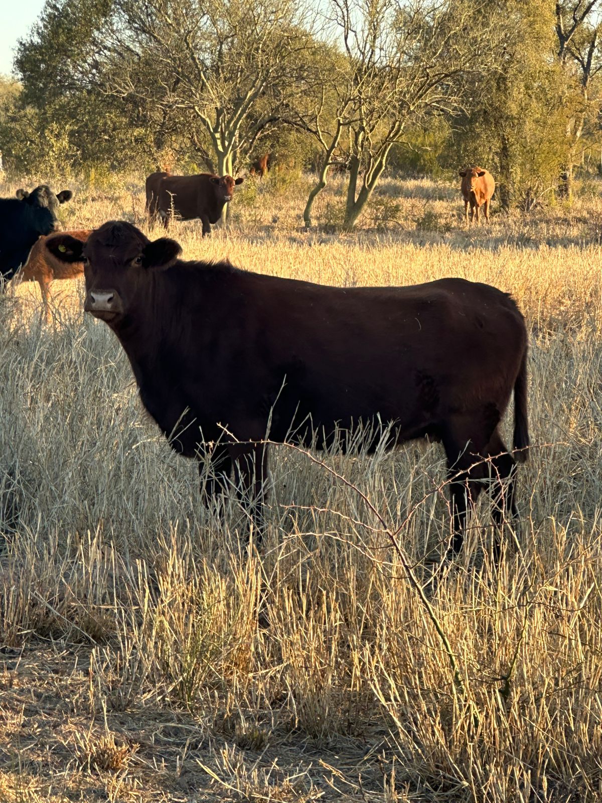 Estancia mixta en La Rioja sobre ruta 38