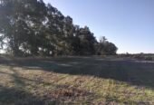 OFREZCO CAMPO APTO PARA GANADERÍA EN ALQUILER. MUY BUENA TIERRA Y PASTURA PARA ENGORDE Y CRIA