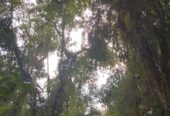 Venta de 230 Hectáreas en Municipio San José, Apóstoles, Misiones