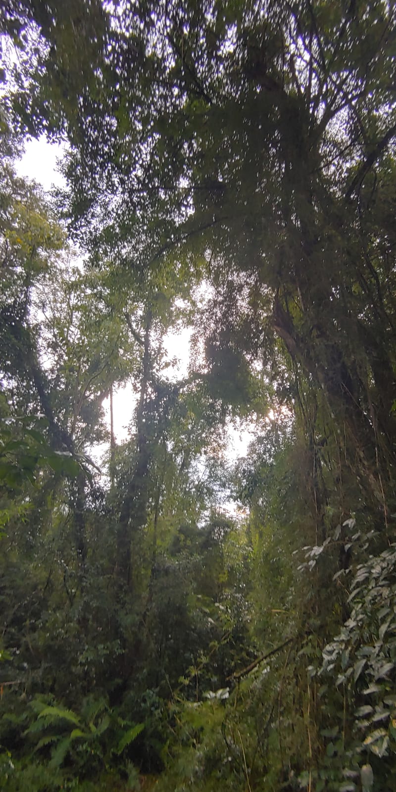 Venta de 230 Hectáreas en Municipio San José, Apóstoles, Misiones