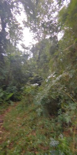 Venta de 230 Hectáreas en Municipio San José, Apóstoles, Misiones
