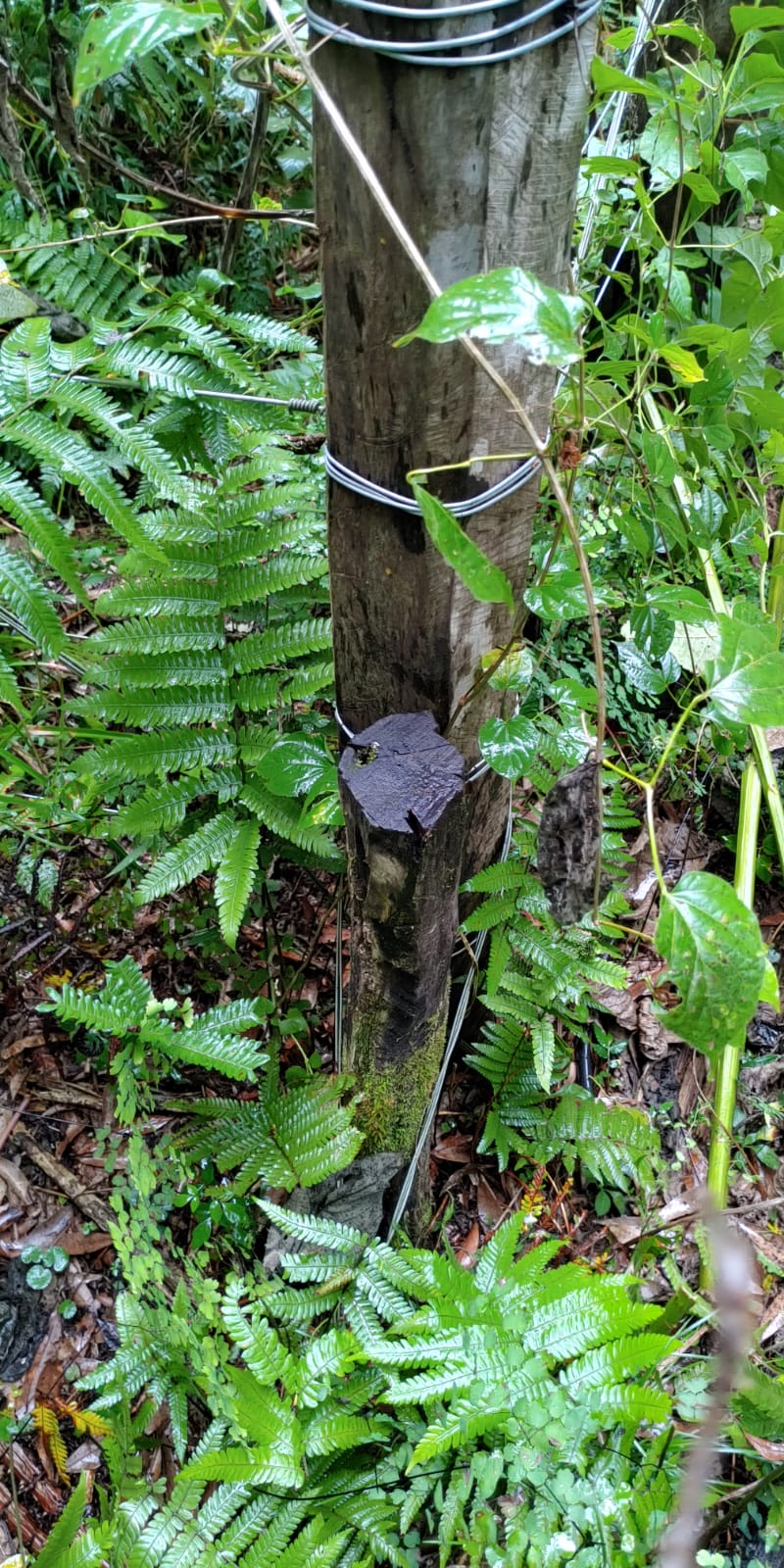 Venta de 230 Hectáreas en Municipio San José, Apóstoles, Misiones