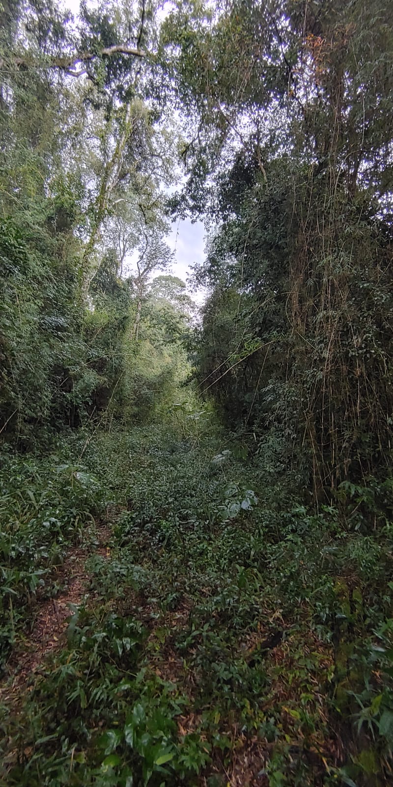 Venta de 230 Hectáreas en Municipio San José, Apóstoles, Misiones