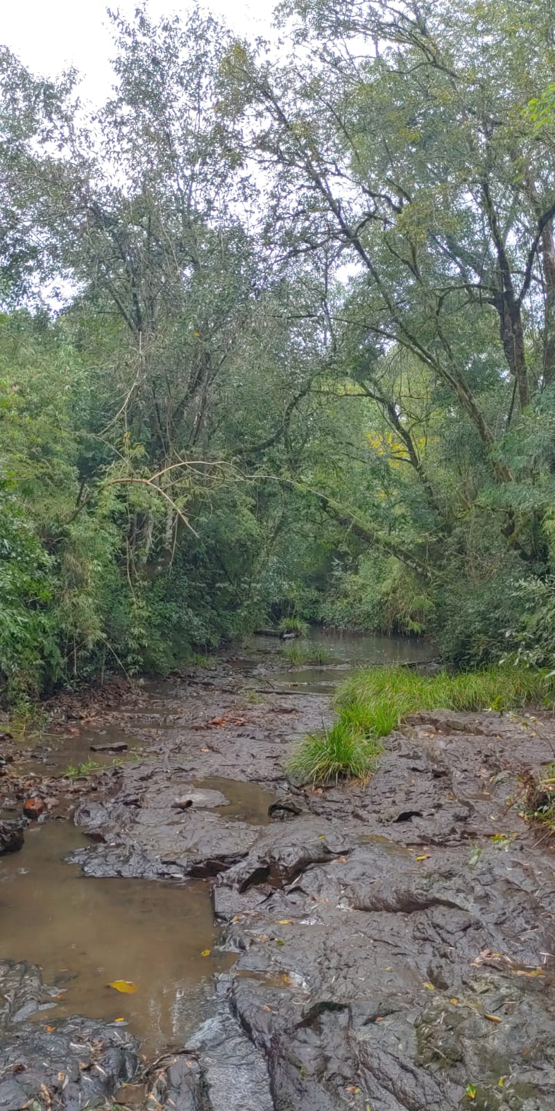 Venta de 230 Hectáreas en Municipio San José, Apóstoles, Misiones
