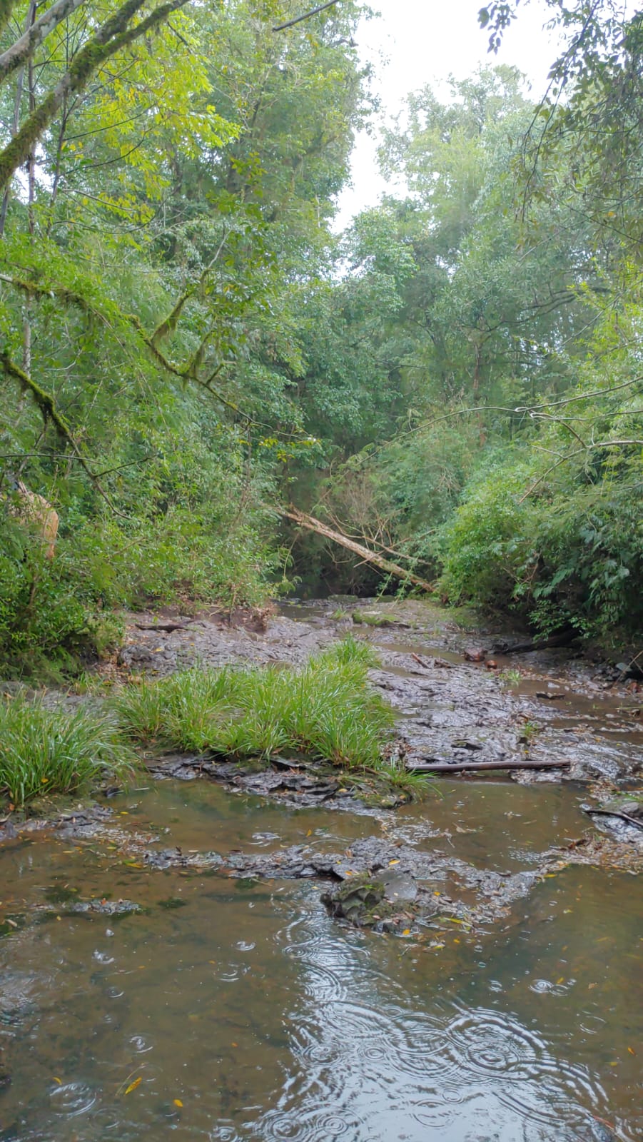 Venta de 230 Hectáreas en Municipio San José, Apóstoles, Misiones