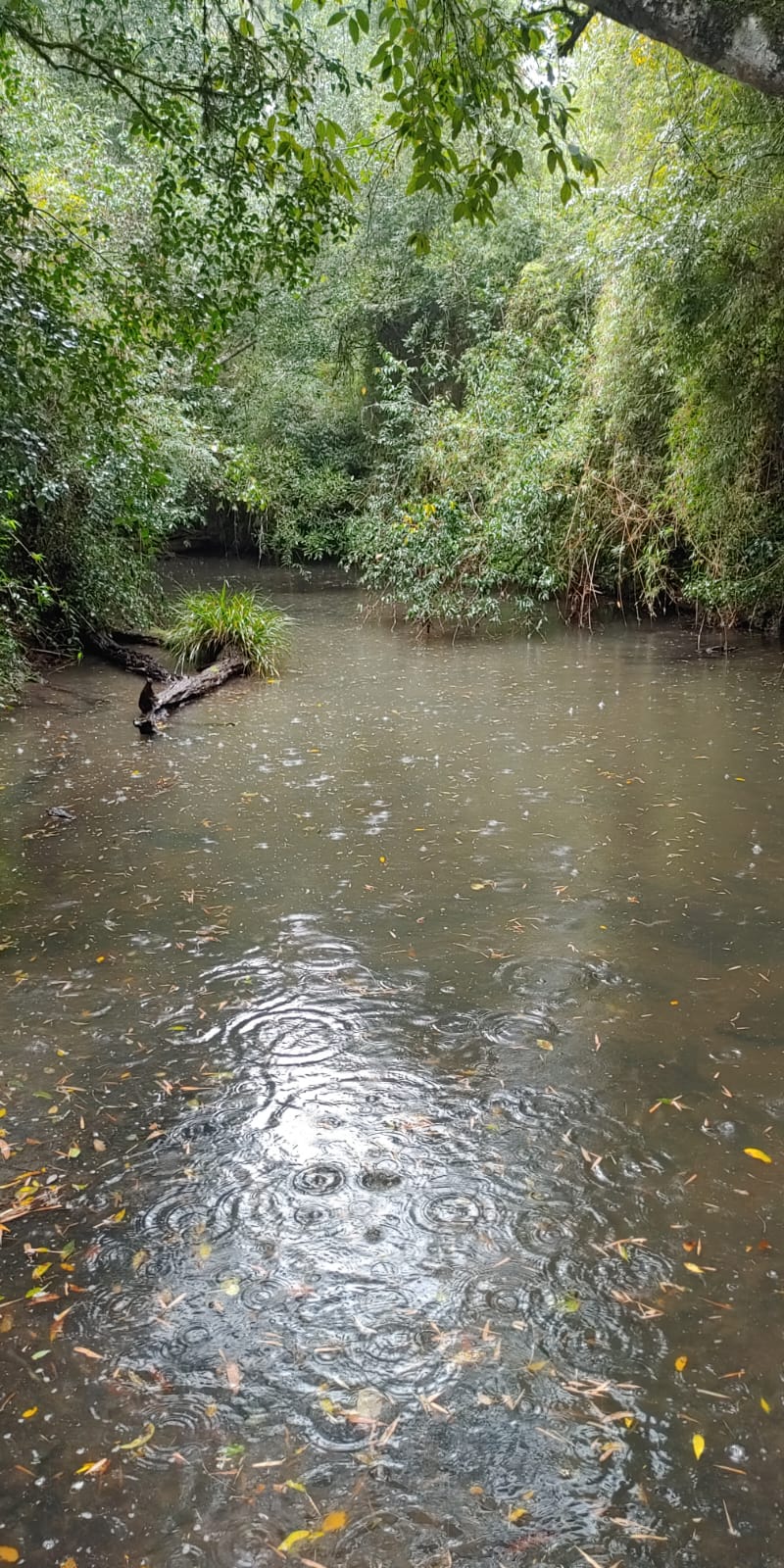 Venta de 230 Hectáreas en Municipio San José, Apóstoles, Misiones