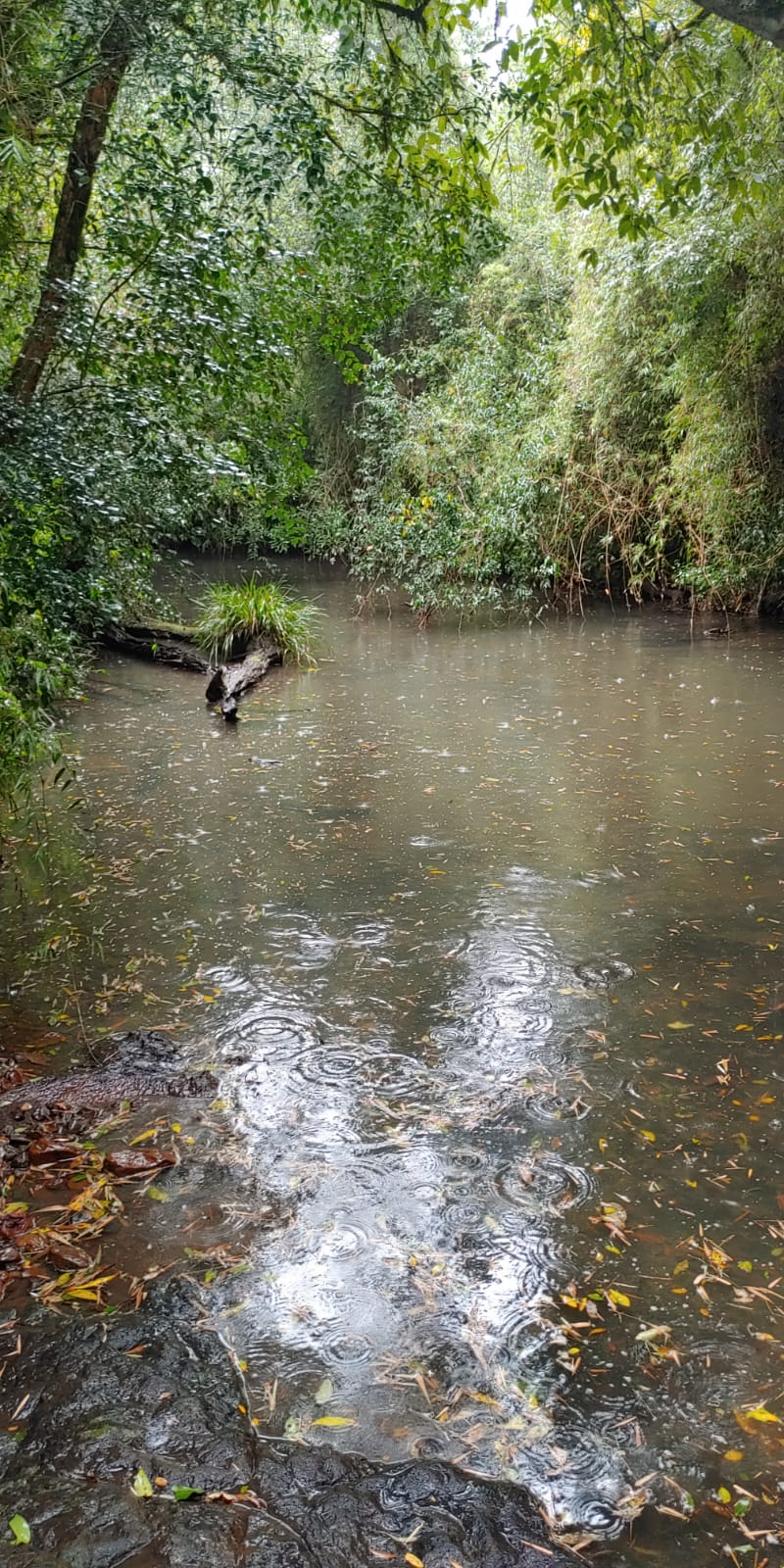 Venta de 230 Hectáreas en Municipio San José, Apóstoles, Misiones