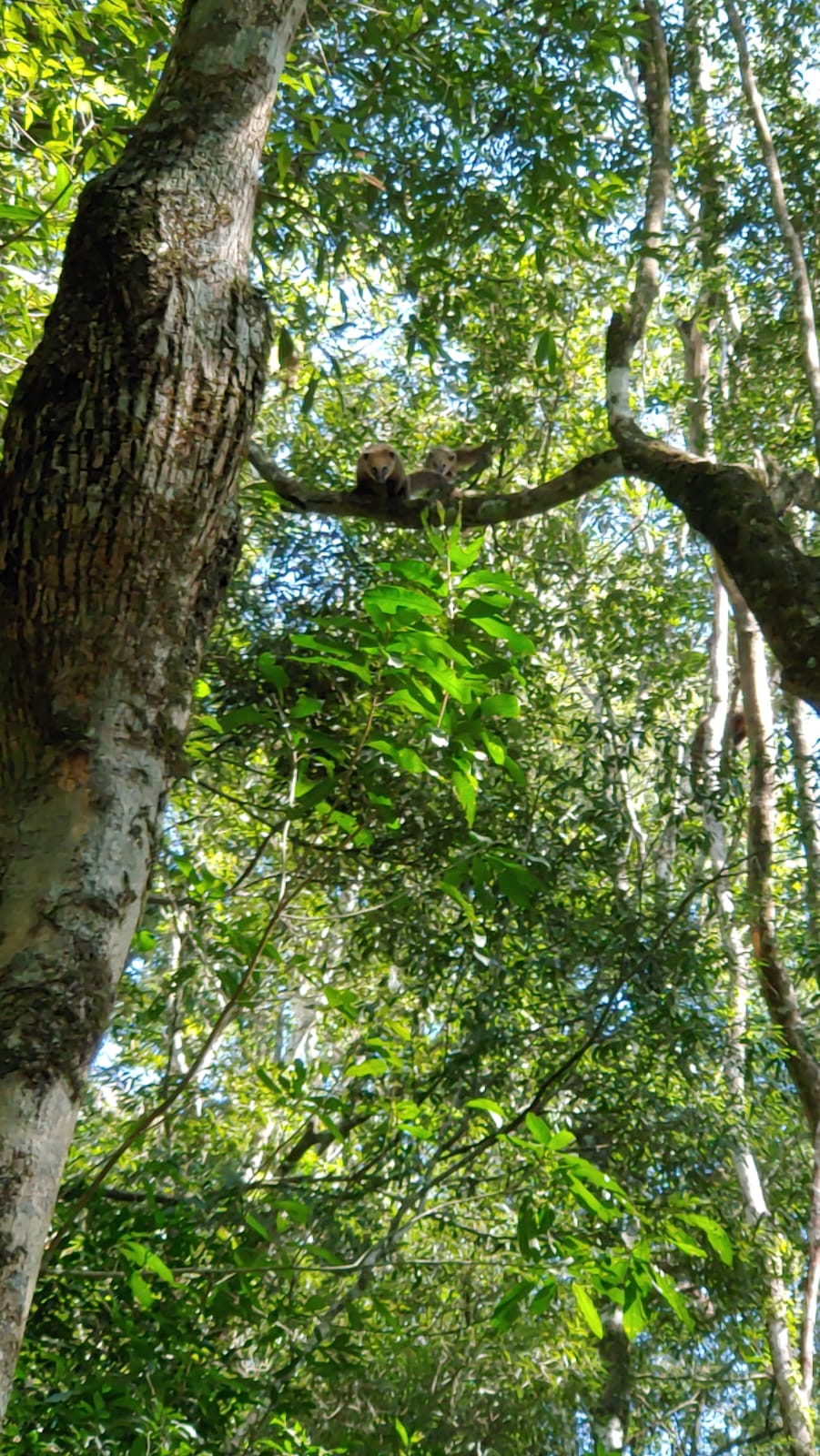 Venta de 230 Hectáreas en Municipio San José, Apóstoles, Misiones