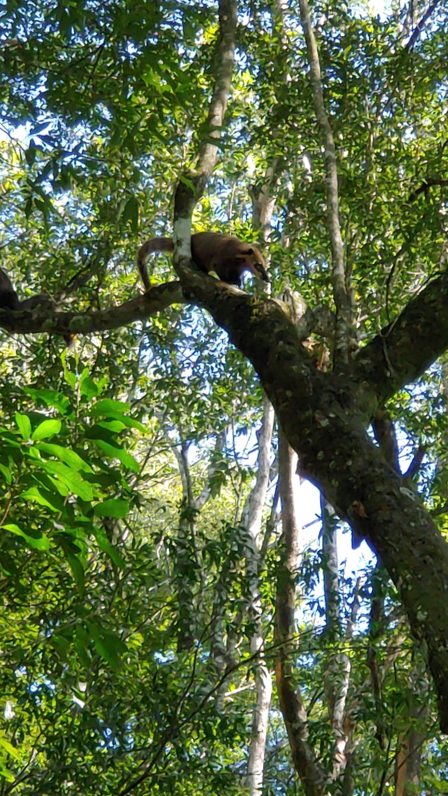 Venta de 230 Hectáreas en Municipio San José, Apóstoles, Misiones