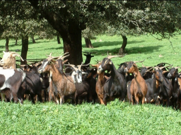VENTA DE 2 CAMPOS EN ARGENTINA