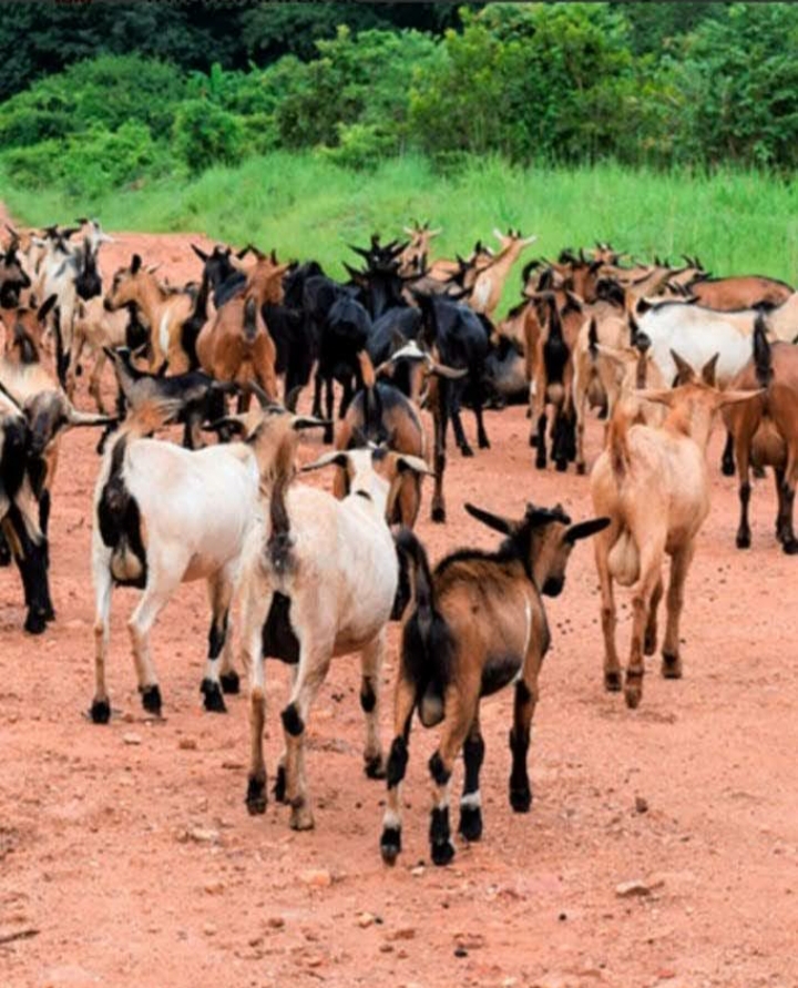 VENTA DE 2 CAMPOS EN ARGENTINA
