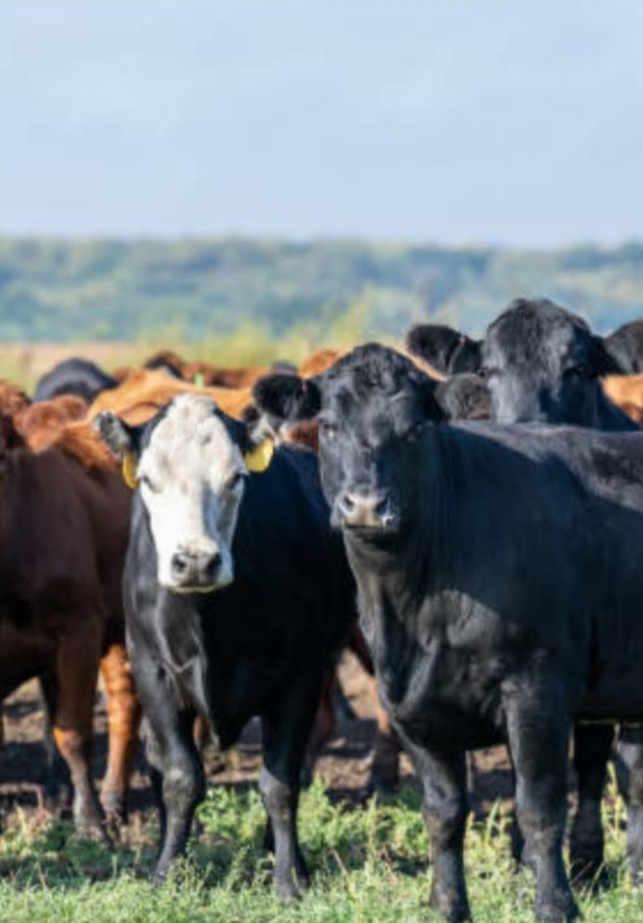 VENTA DE 2 CAMPOS EN ARGENTINA