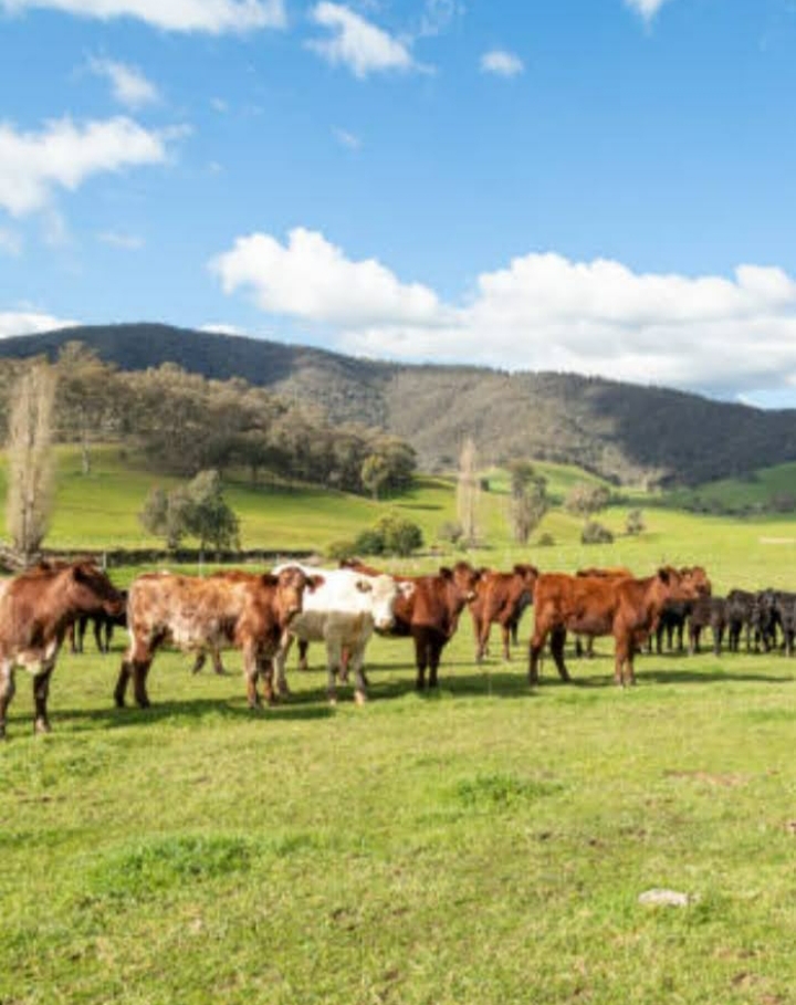 VENTA DE 2 CAMPOS EN ARGENTINA