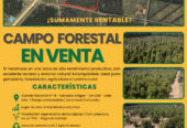 CAMPO FORESTAL ALTAMENTE PRODUCTIVO