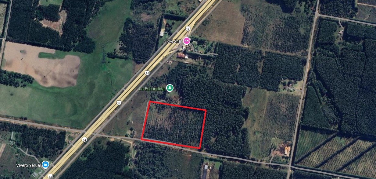 CAMPO FORESTAL ALTAMENTE PRODUCTIVO