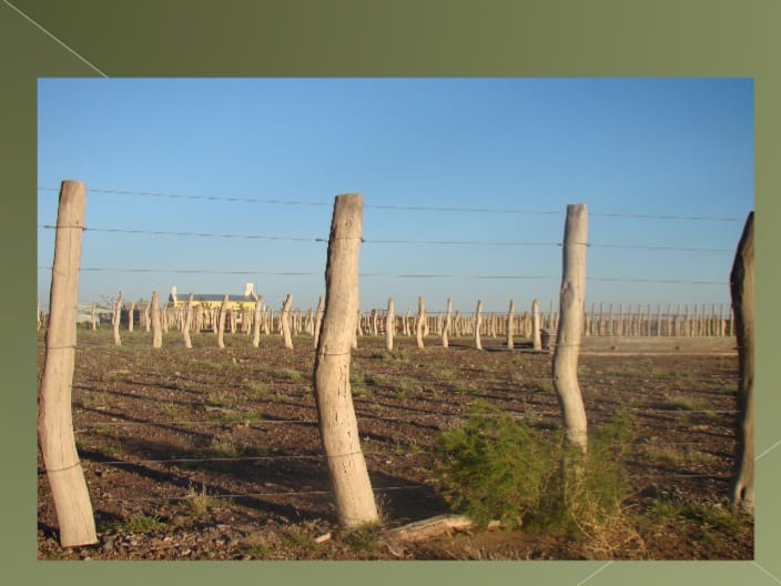 “OPORTUNIDAD” ESTANCIA LA PRIMERA EN LA PAMPA