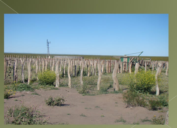 “OPORTUNIDAD” ESTANCIA LA PRIMERA EN LA PAMPA