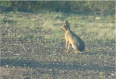 «OPORTUNIDAD» ESTANCIA LA PRIMERA EN LA PAMPA