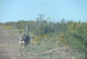 «OPORTUNIDAD» ESTANCIA LA PRIMERA EN LA PAMPA