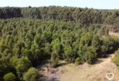 CAMPO FORESTAL ALTAMENTE PRODUCTIVO