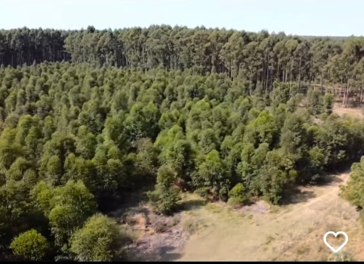 CAMPO FORESTAL ALTAMENTE PRODUCTIVO