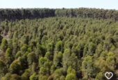 CAMPO FORESTAL ALTAMENTE PRODUCTIVO