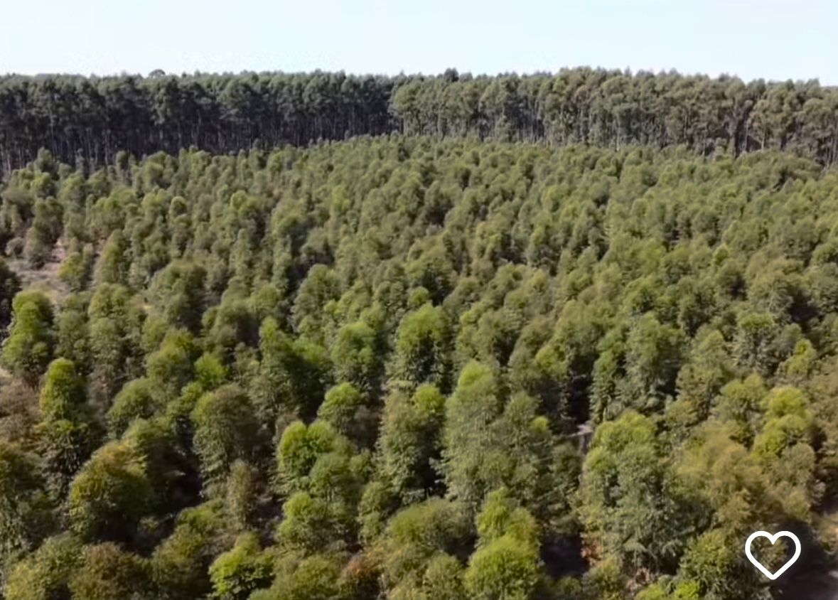 CAMPO FORESTAL ALTAMENTE PRODUCTIVO