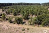 CAMPO FORESTAL ALTAMENTE PRODUCTIVO