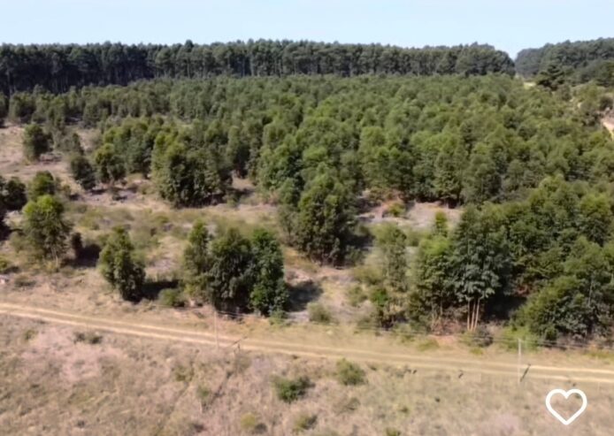 CAMPO FORESTAL ALTAMENTE PRODUCTIVO