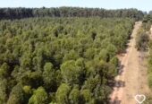 CAMPO FORESTAL ALTAMENTE PRODUCTIVO