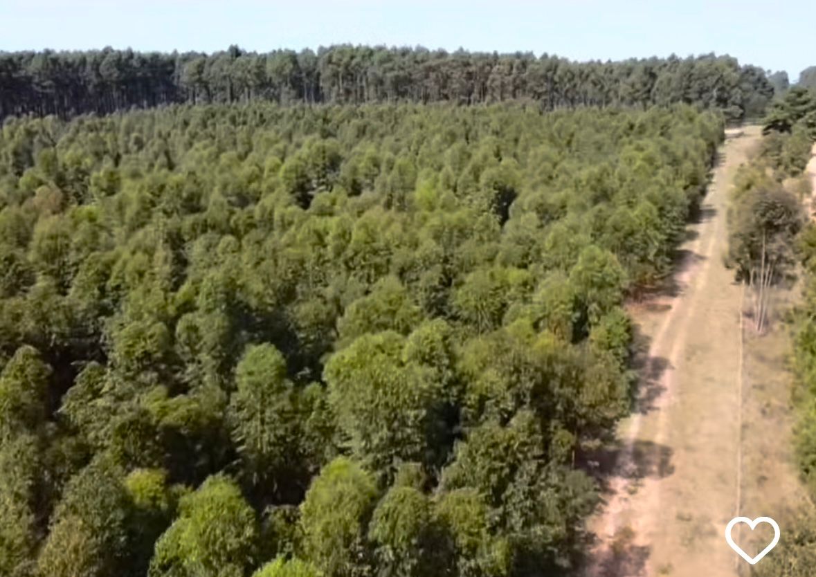 CAMPO FORESTAL ALTAMENTE PRODUCTIVO