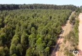 CAMPO FORESTAL ALTAMENTE PRODUCTIVO