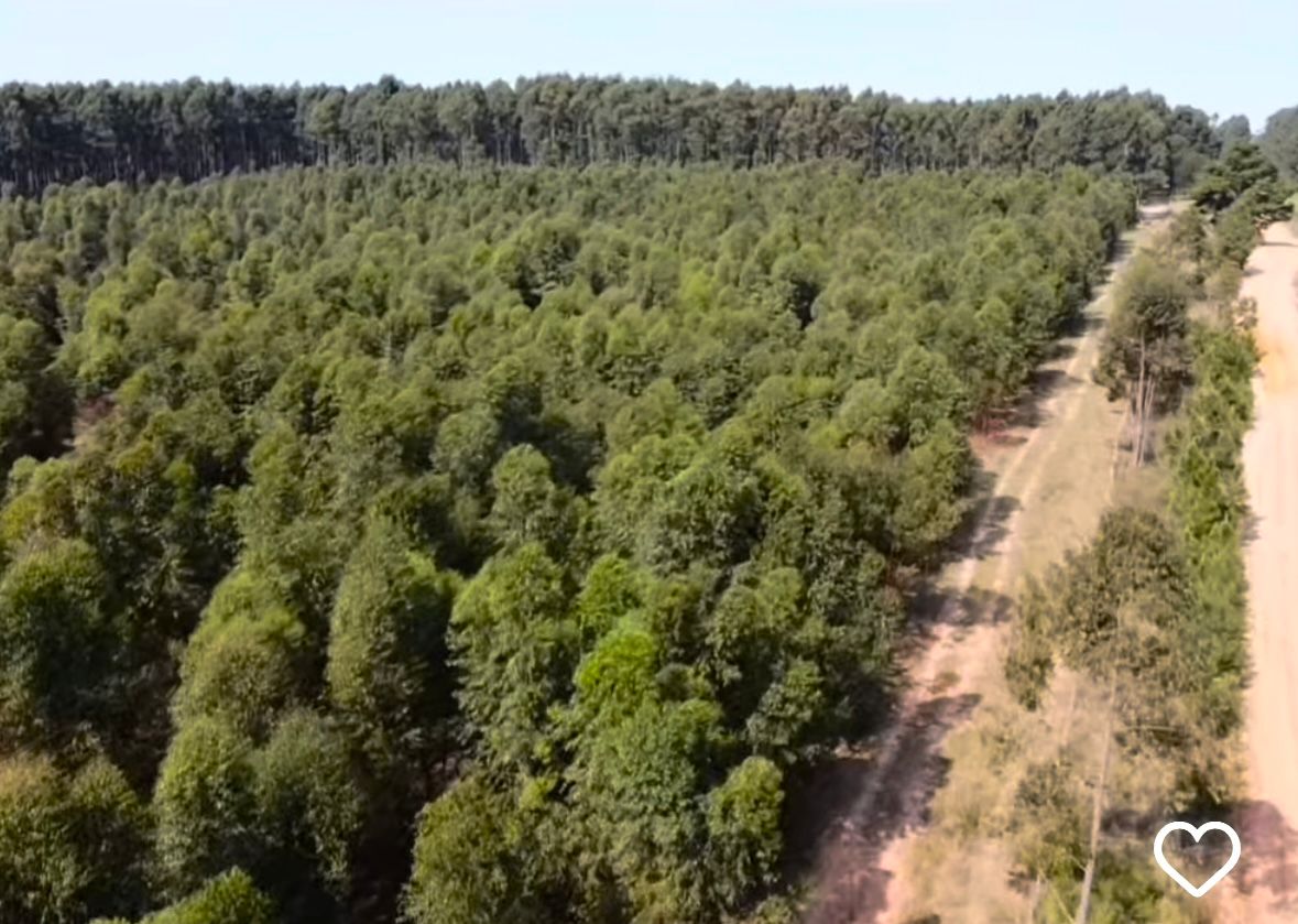 CAMPO FORESTAL ALTAMENTE PRODUCTIVO