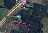 CAMPO FORESTAL ALTAMENTE PRODUCTIVO