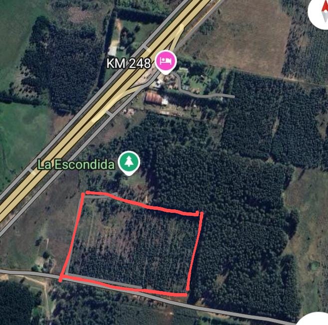 CAMPO FORESTAL ALTAMENTE PRODUCTIVO