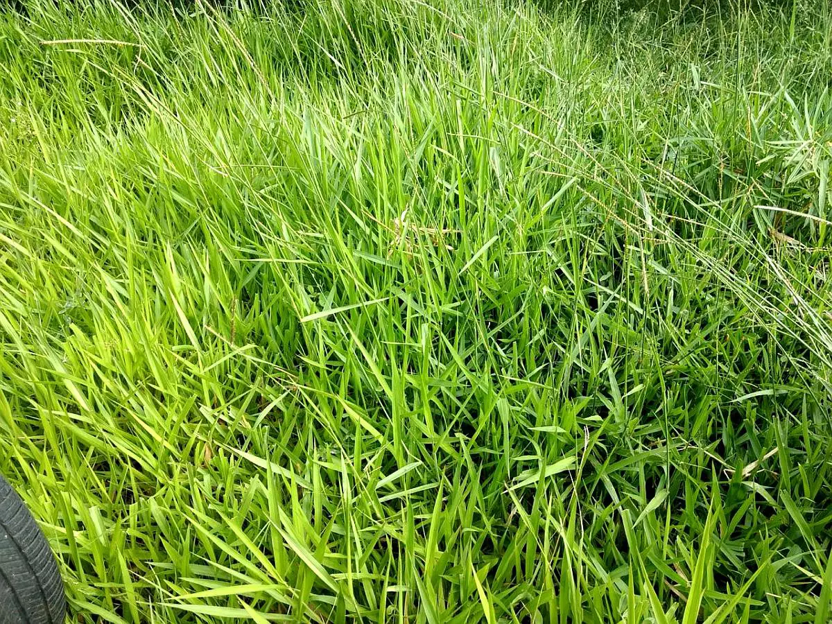 Impresionante Campo Mixto (ganadero, forestación, turismo)